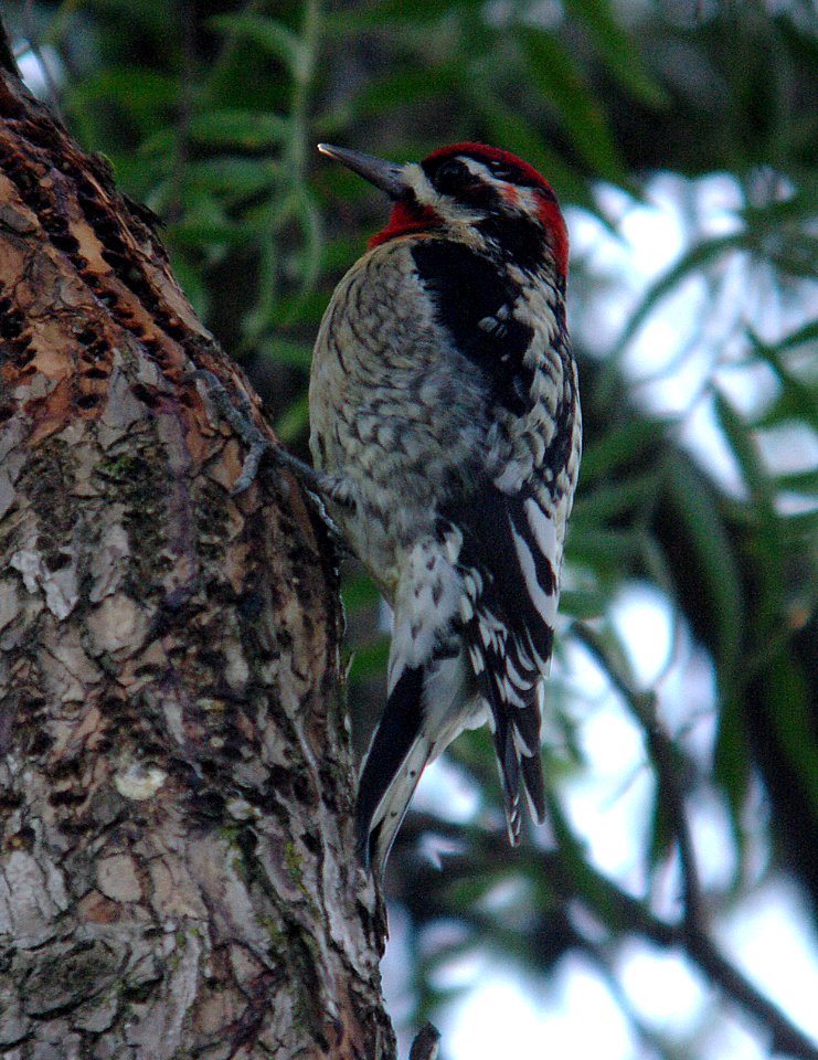 SAPSUCKER, RED-NAPED (1-1-07) cal poly, san luis obispo, slo co, ca