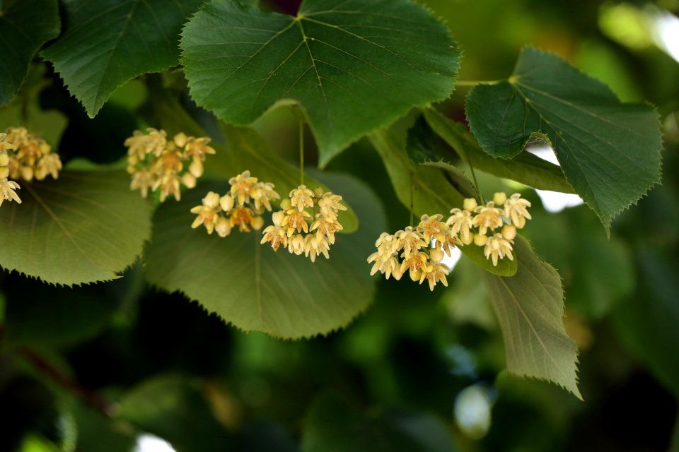 Les fleurs du solstice d'été