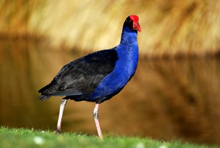 Australasian swamphen. photo