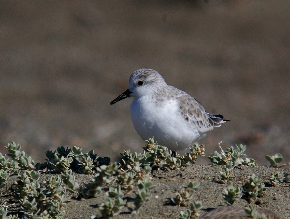 SANDERLING 10-29-05