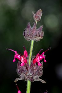 SAGE, HUMMINGBIRD (salvia spathacea) (4-5-07) 2- canet