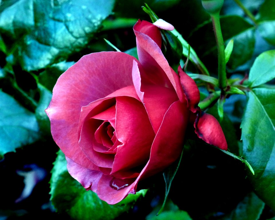 Massey University.Rose.