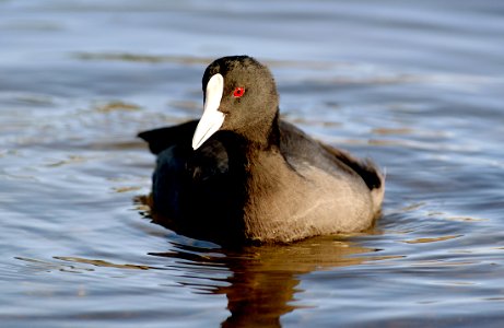 Coot photo