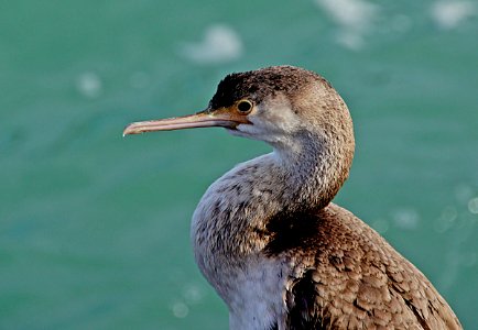 Spotted shag. (Stictocarbo punctatus) photo