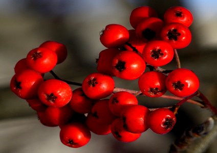 Rowan berries. photo