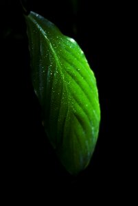 Plant fresh natural