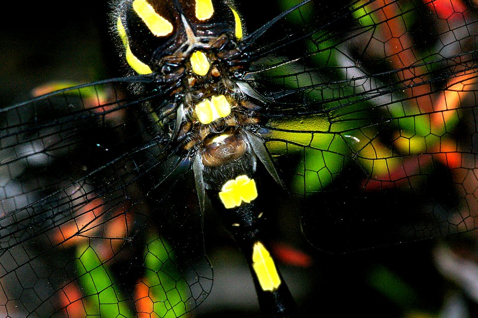 SPIKETAIL, PACIFIC (cordulegaster dorsalis) (6-8-07) res cyn -06