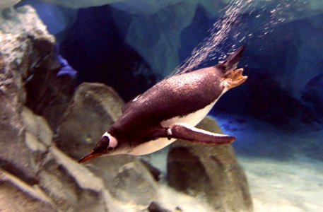 Gentoo Penguin. swimming photo