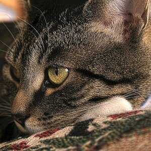 Pet brown laying