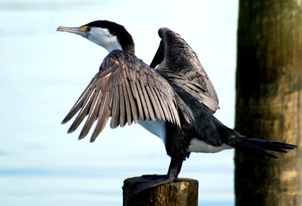 Pied Shag NZ photo