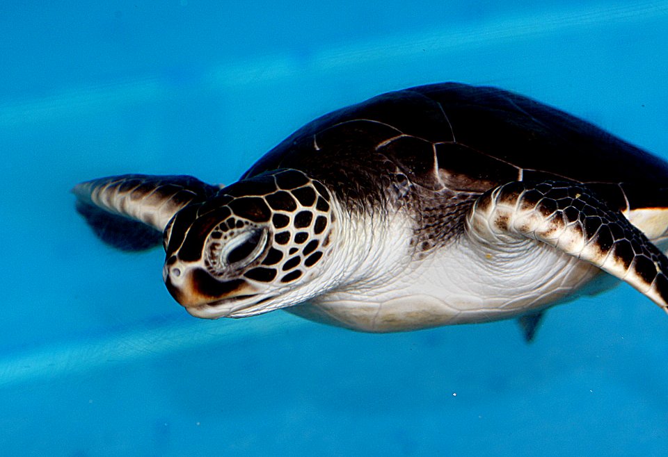 Baby Green Sea Turtle. photo