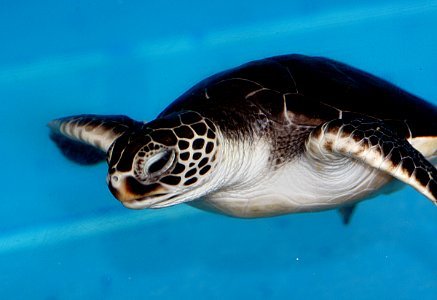 Baby Green Sea Turtle.