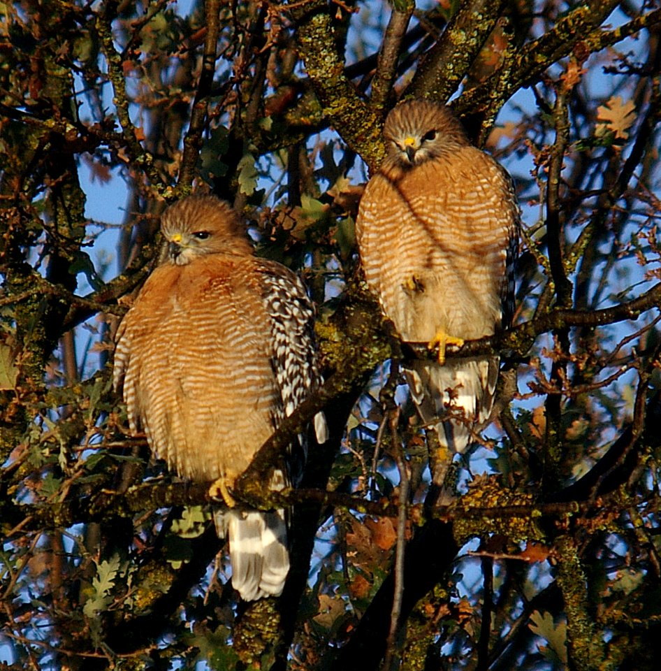 HAWK, RED-SHOULDERED (11-28-06) atascadero, slo co, ca