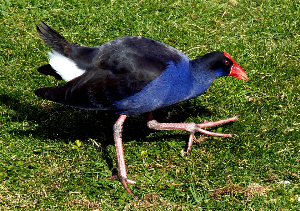 The Pukeko.(Swamp Hen)