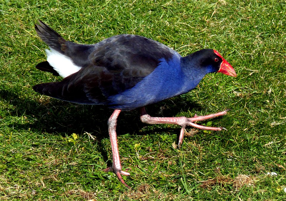 The Pukeko.(Swamp Hen) photo