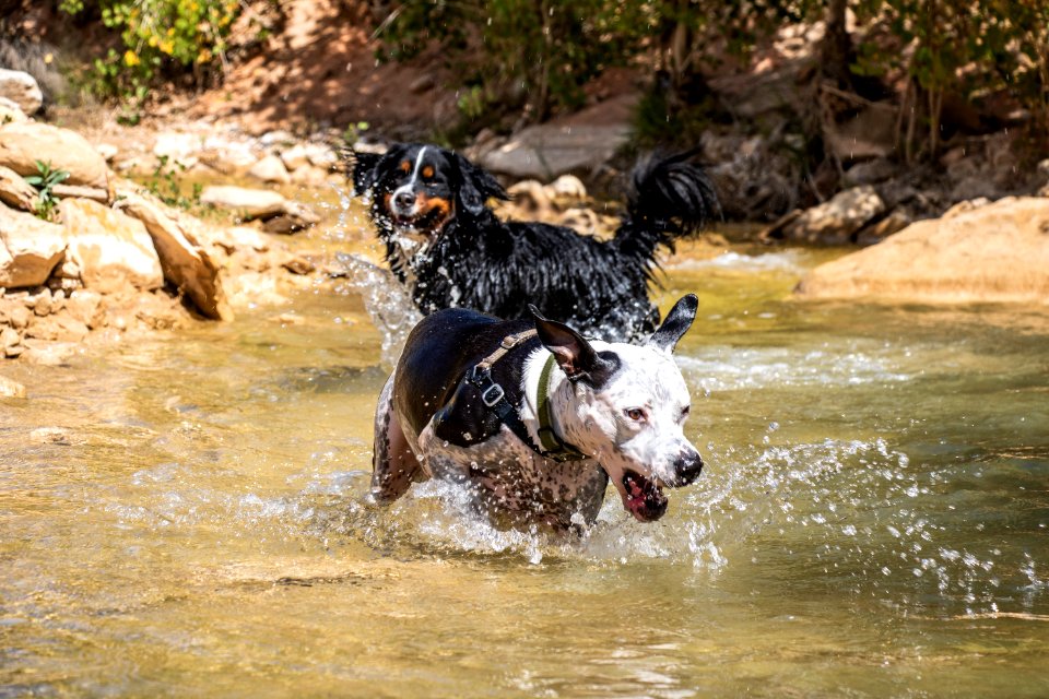 Paws on Public Lands Entry