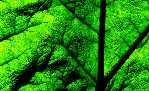 Gunnera tinctoria. Leaf.