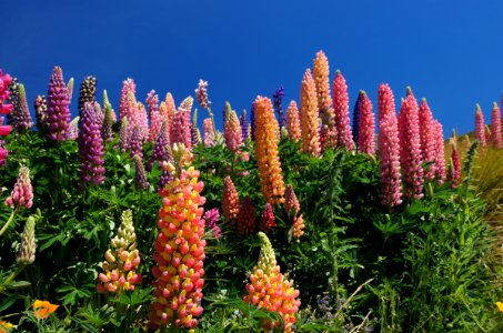 Lupinus polyphyllus (Russell Lupin) photo