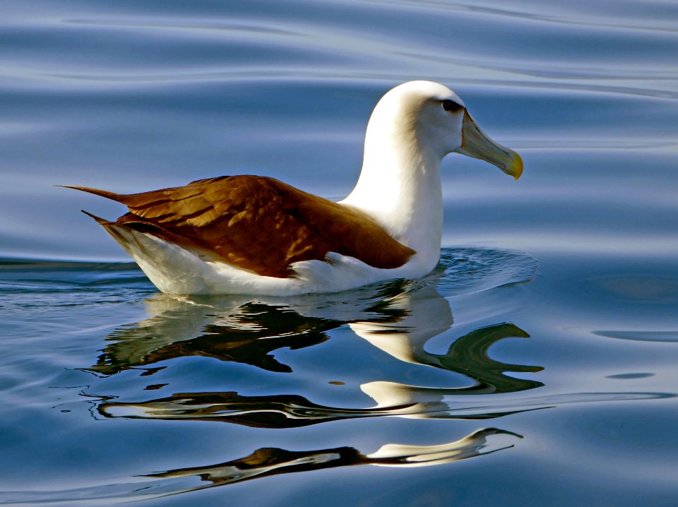 The white-capped albatross (Thalassarche cauta steadi)