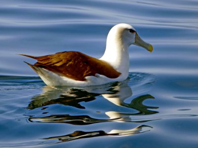 The white-capped albatross (Thalassarche cauta steadi)