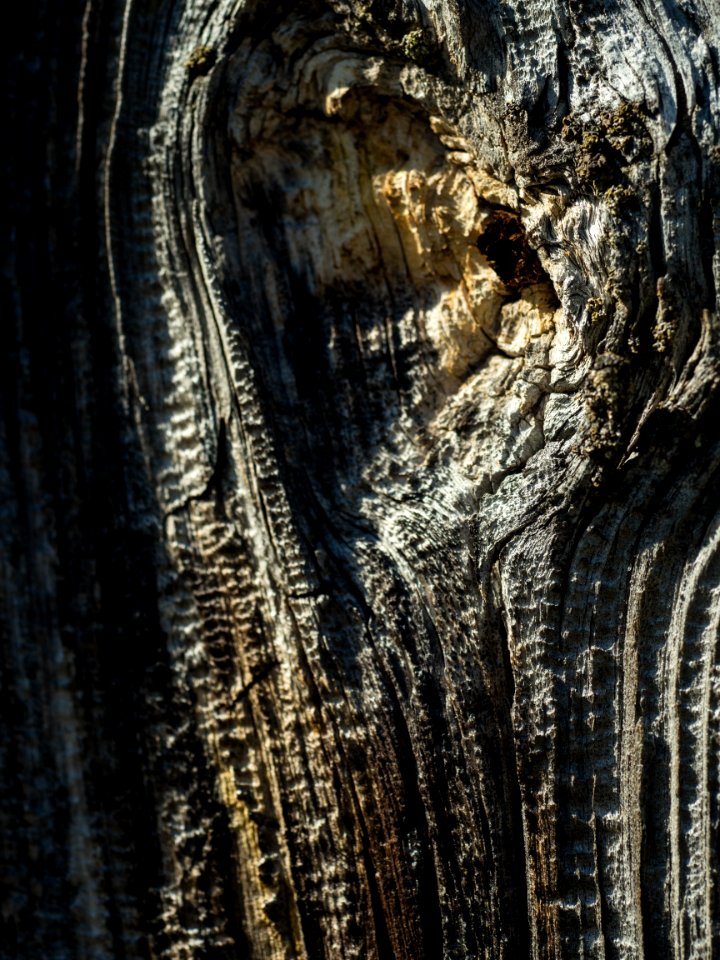 The Guardian in the Wood