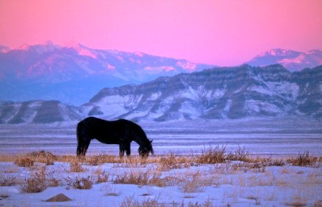 Wild Horse in the West Desert