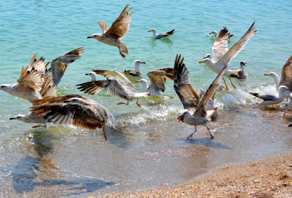 Flight water great
