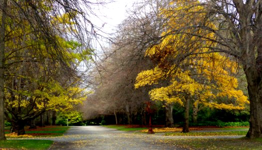 Autumn at the Christchurch Botanical Gardens. photo