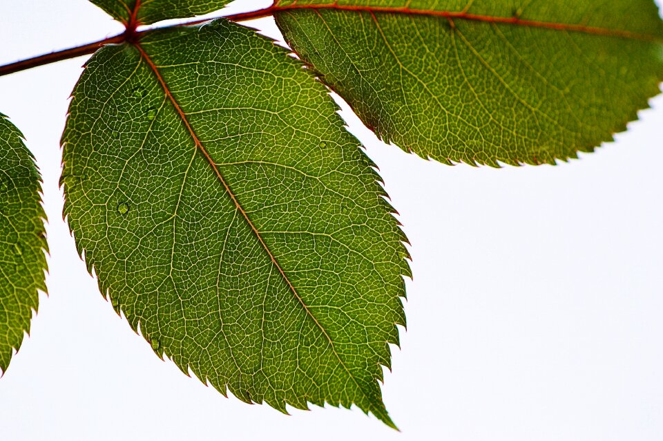 Nature green background
