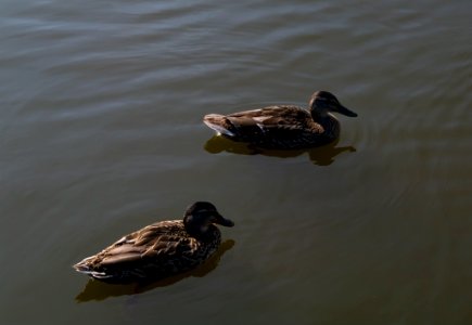 IMGP2145