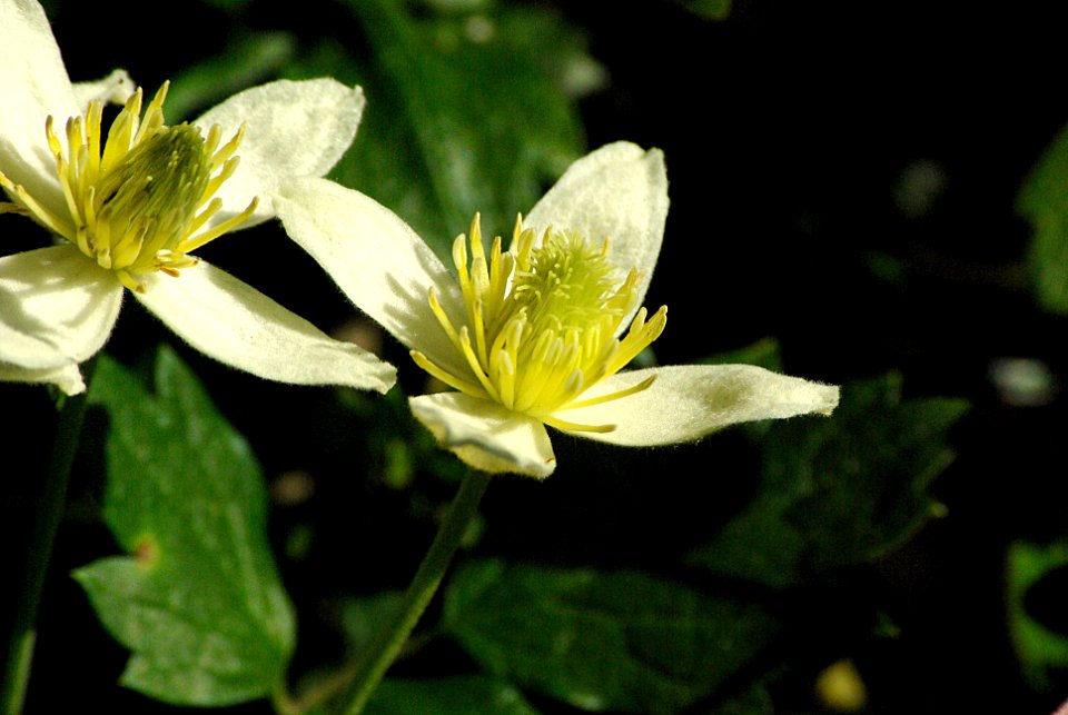 CLEMATIS (clematis lasianthum) (4-9-07) cerro alto, slo co, ca
