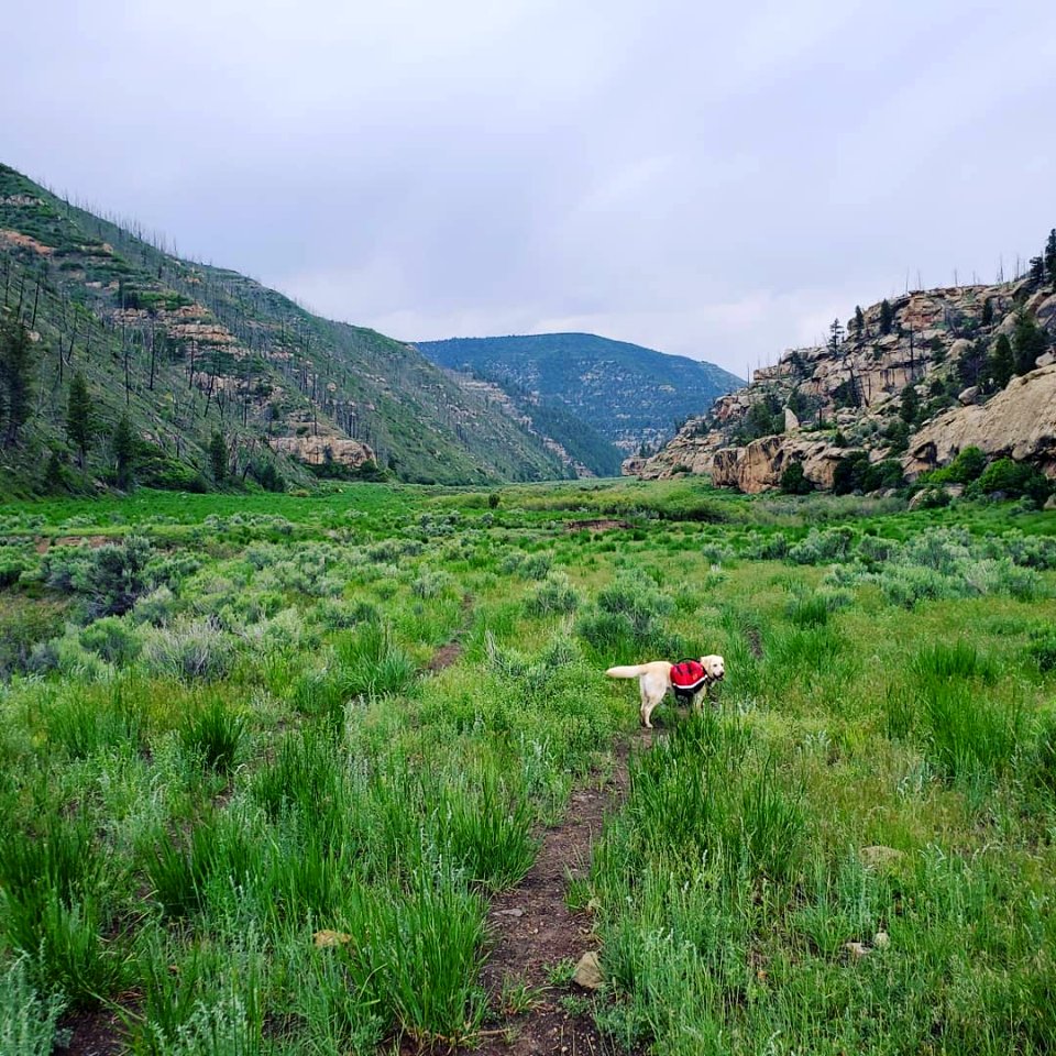 Paws on Public Lands Entry