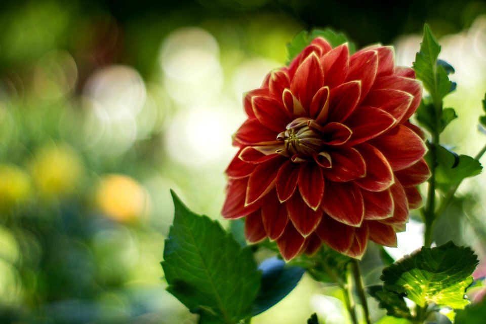 Blumen gehen immer.