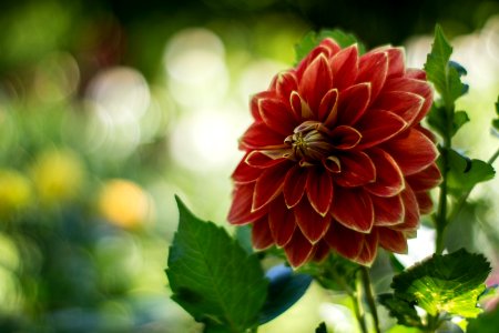 Blumen gehen immer.