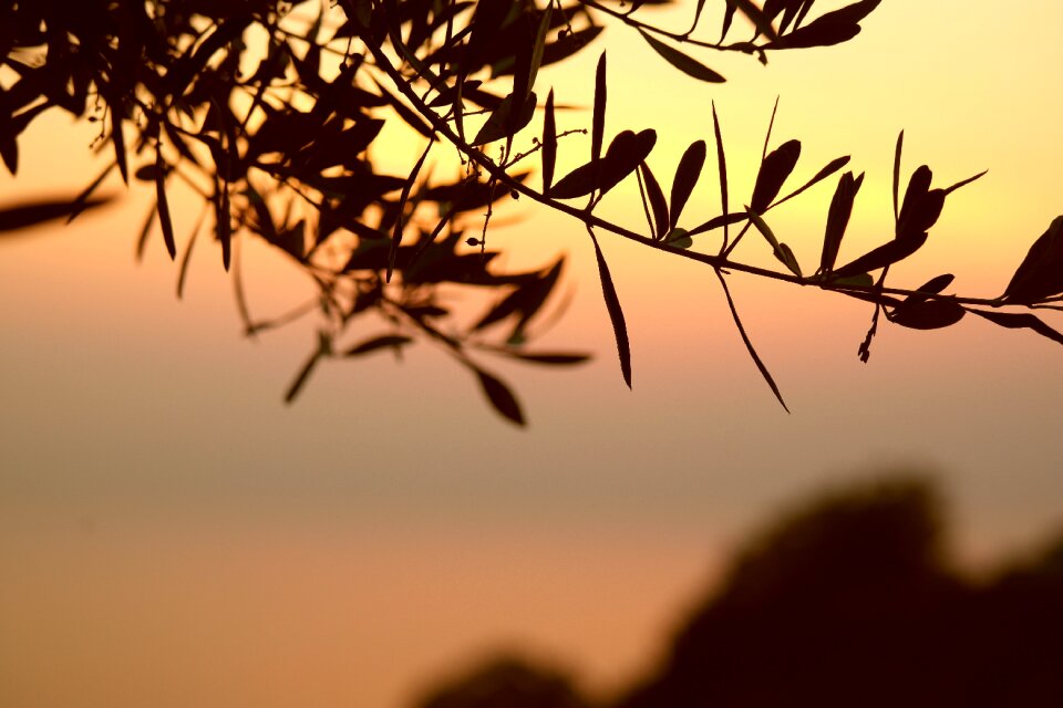 Leaves branches tree