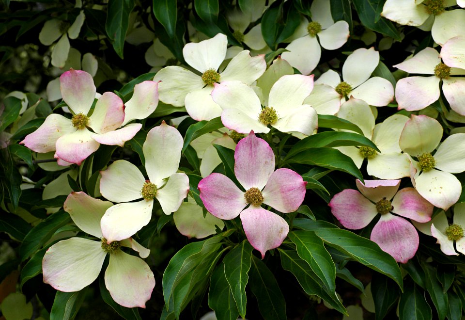 Cornus florida (flowering dogwood)