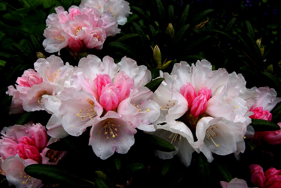Rhododendron Koichiro Wada.