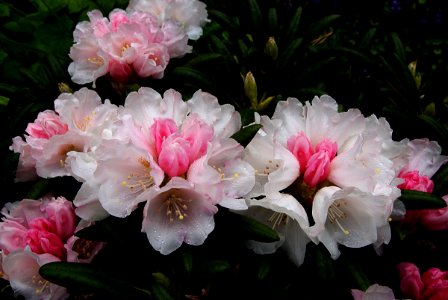 Rhododendron Koichiro Wada. photo