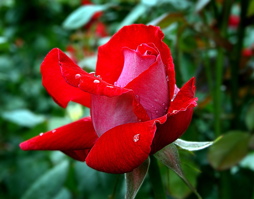 A Red Rose