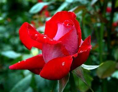 A Red Rose photo