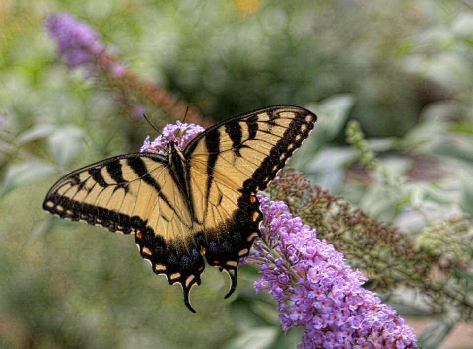 Yellow papilio glaucus photo