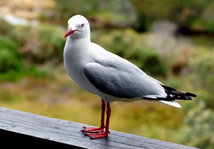 Red billed gull photo