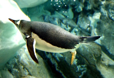 Gentoo Penguin. photo