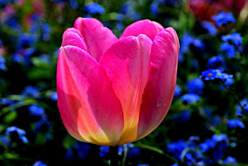 Tulips.