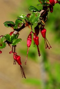 GOOSEBERRY, FUSCHIA-FLOWERED (ribes speciosum) (3-16-07)