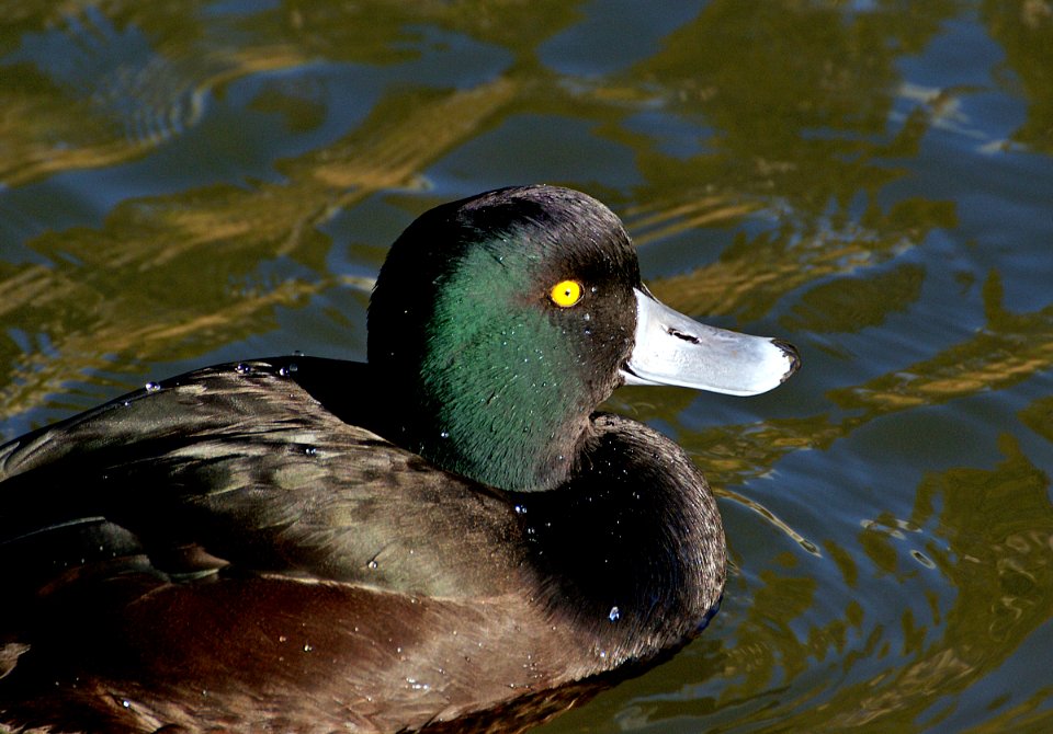 New Zealand Scaup