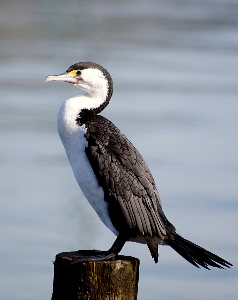 Pied Shag.( Phalacrocorax varius)