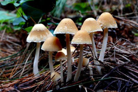 Psathyrella photo