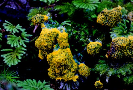 Yellow slime mold.