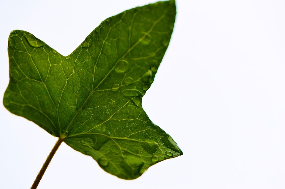 Nature green background